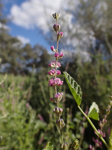 Image of Hoary Scurf-pea by (c) Nina Kerr, some rights reserved (CC BY)