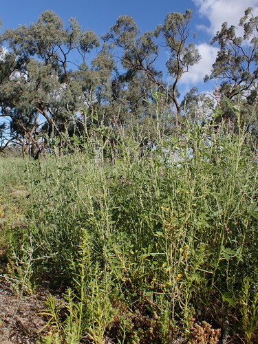 Image of Hoary Scurf-pea by (c) Nina Kerr, some rights reserved (CC BY)