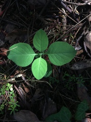 Lonicera involucrata
