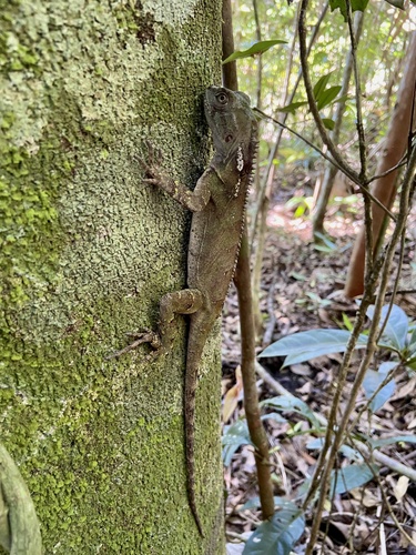Brazilian Fathead Anole, Enyalius brasiliensis