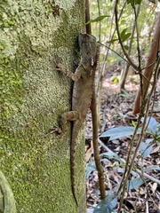 Brazilian Fathead Anole
