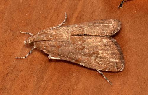 Waterlily Borer Moth photo 3