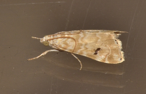 Cabbage Budworm Moth photo 5