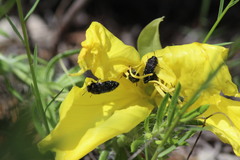 Acmaeodera ornatoides