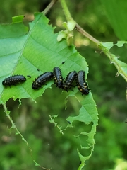 Chrysomela interrupta