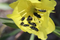 Acmaeodera ornatoides