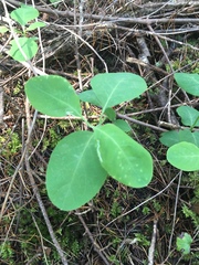 Lonicera involucrata