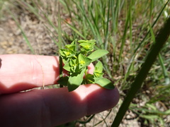 Euphorbia spathulata
