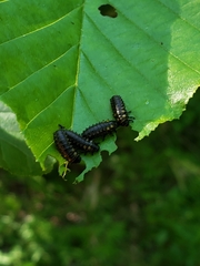 Chrysomela interrupta