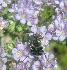 Trichiotinus texanus