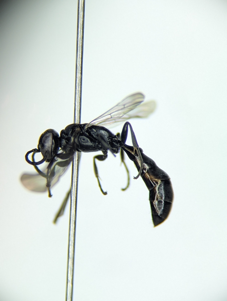 Trypoxylon frigidum