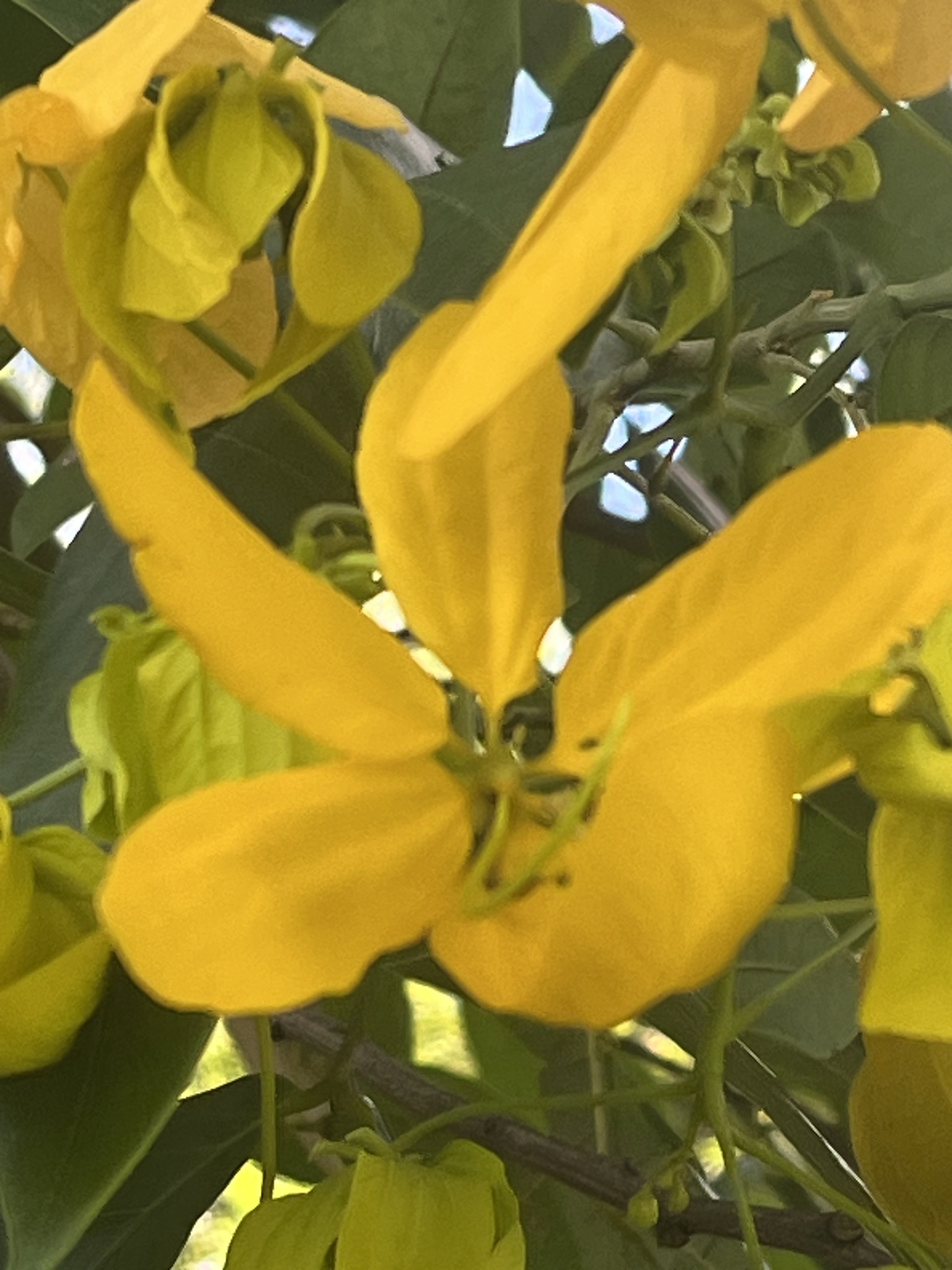 Imagem de Pau-Fava