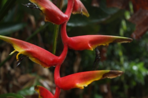 Heliconia marginata (Heliconia marginata)