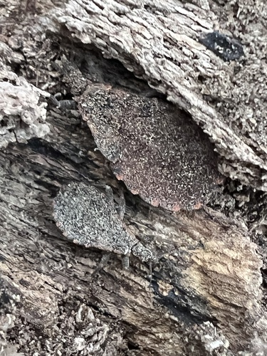 Eastern bloodsucking conenose