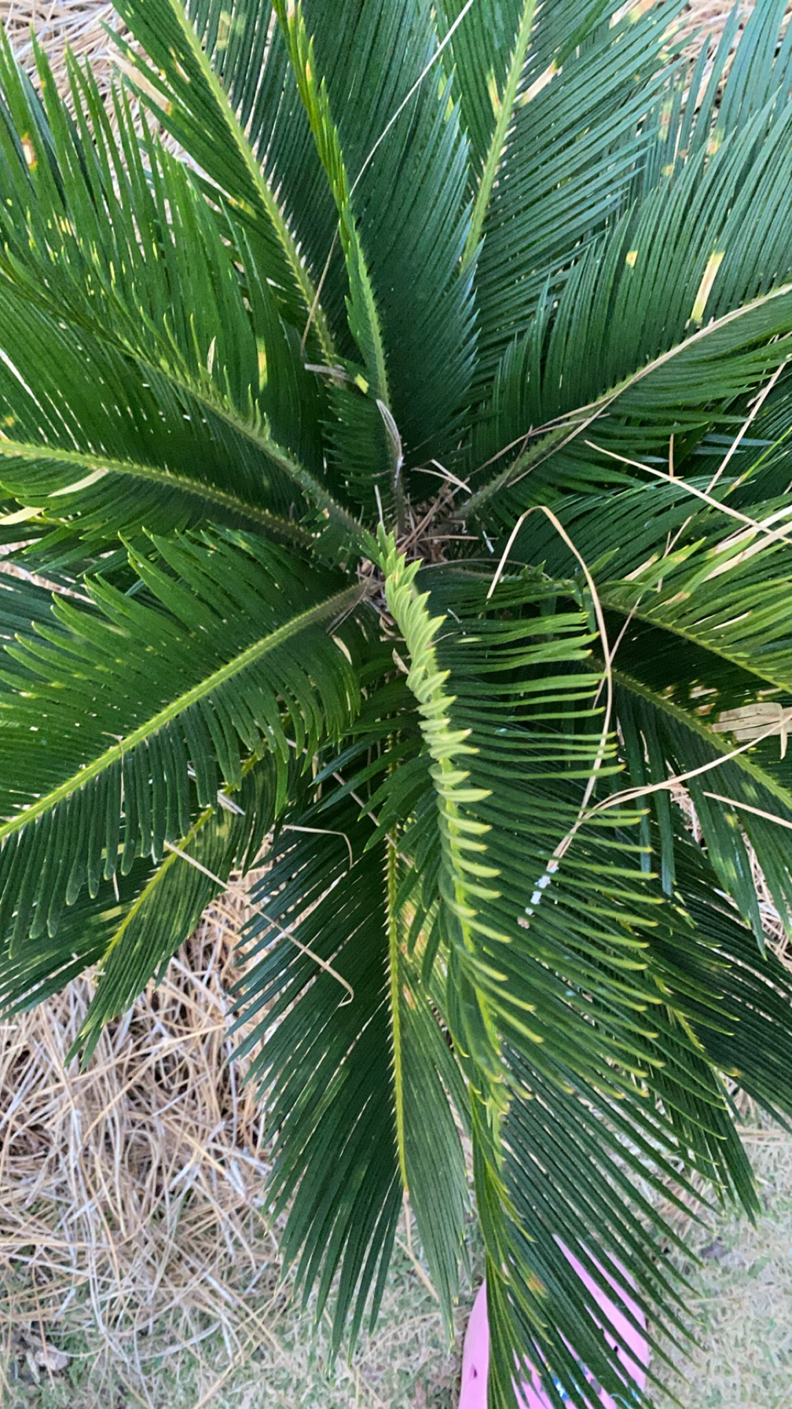 Imagem de Sagu-de-jardim