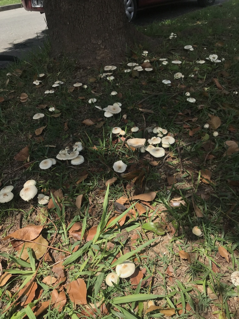 Chlorophyllum hortense · February 2024 · photo: © tutitah (iNaturalist, cc0)