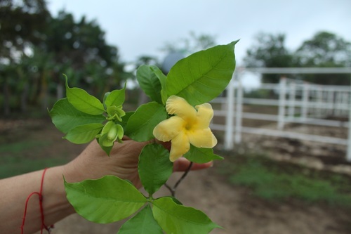 Image of Tabernaemontana grandiflora by (c) Andrés Ramírez-Barrera, some rights reserved (CC BY)