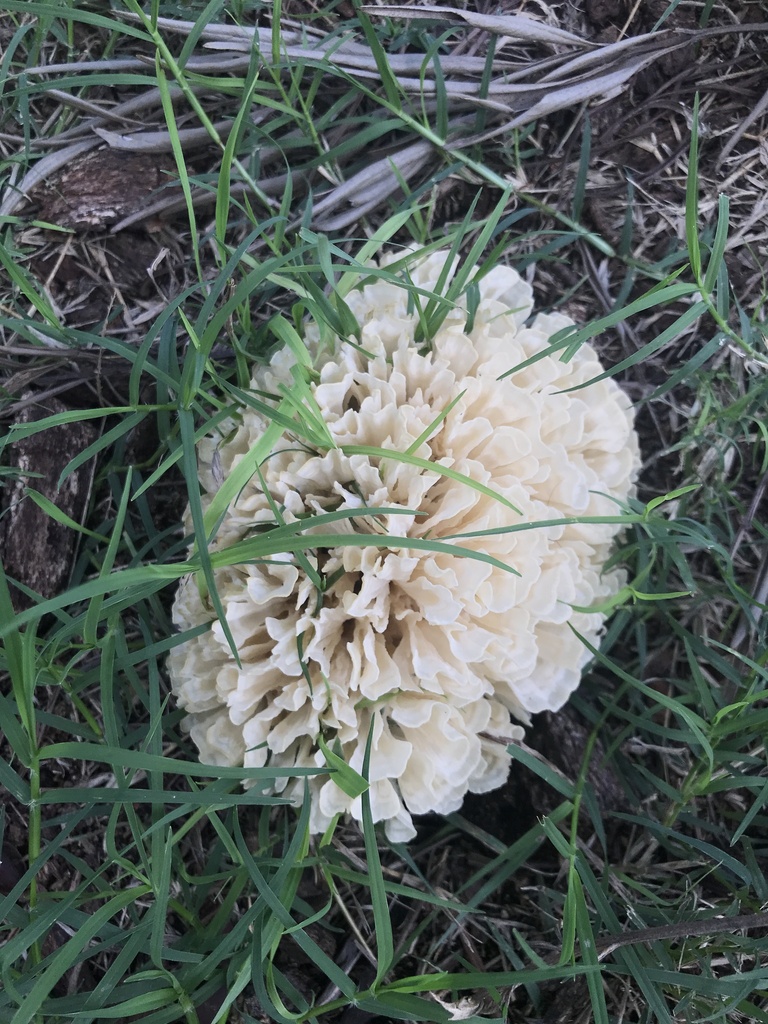 Irpex rosettiformis · February 2024 · photo: © tutitah (iNaturalist, cc0)