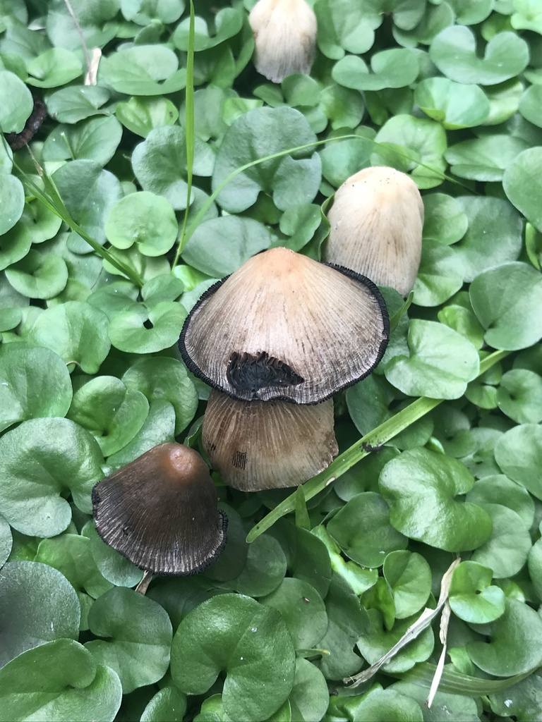 Coprinellus micaceus · February 2024 · photo: © tutitah (iNaturalist, cc0)