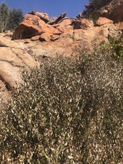 Croton pseudopulchellus