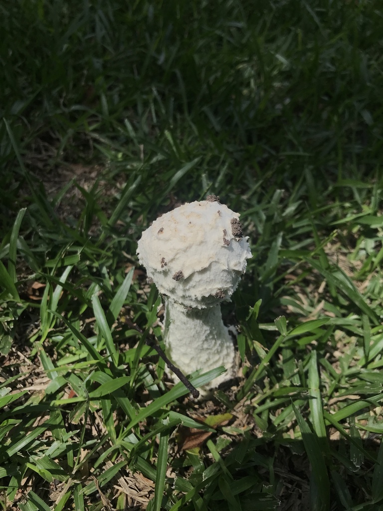 Amanita foetens · February 2024 · photo: © tutitah (iNaturalist, cc0)
