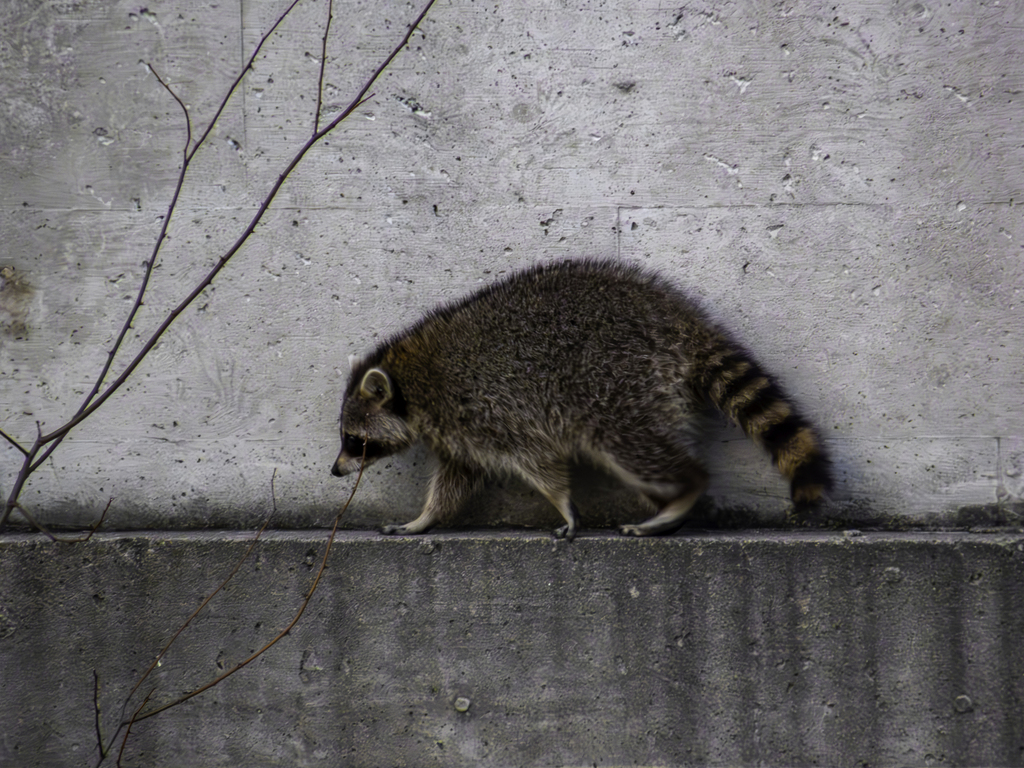 Common Raccoon from Cambridge, ON, Canada on February 27, 2024 at 07:25 ...