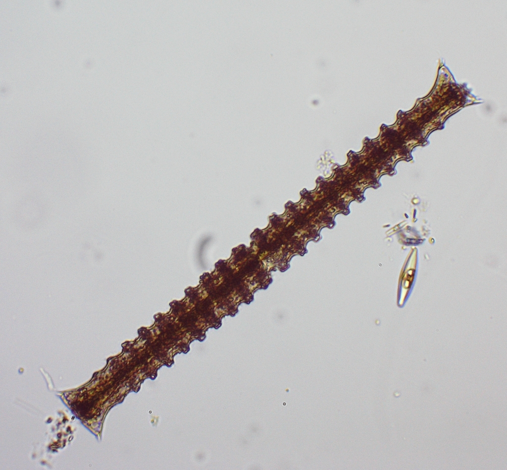 Triploceras