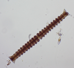 Triploceras verticillatum