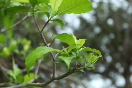 Image of Tabernaemontana grandiflora by (c) Andrés Ramírez-Barrera, some rights reserved (CC BY)