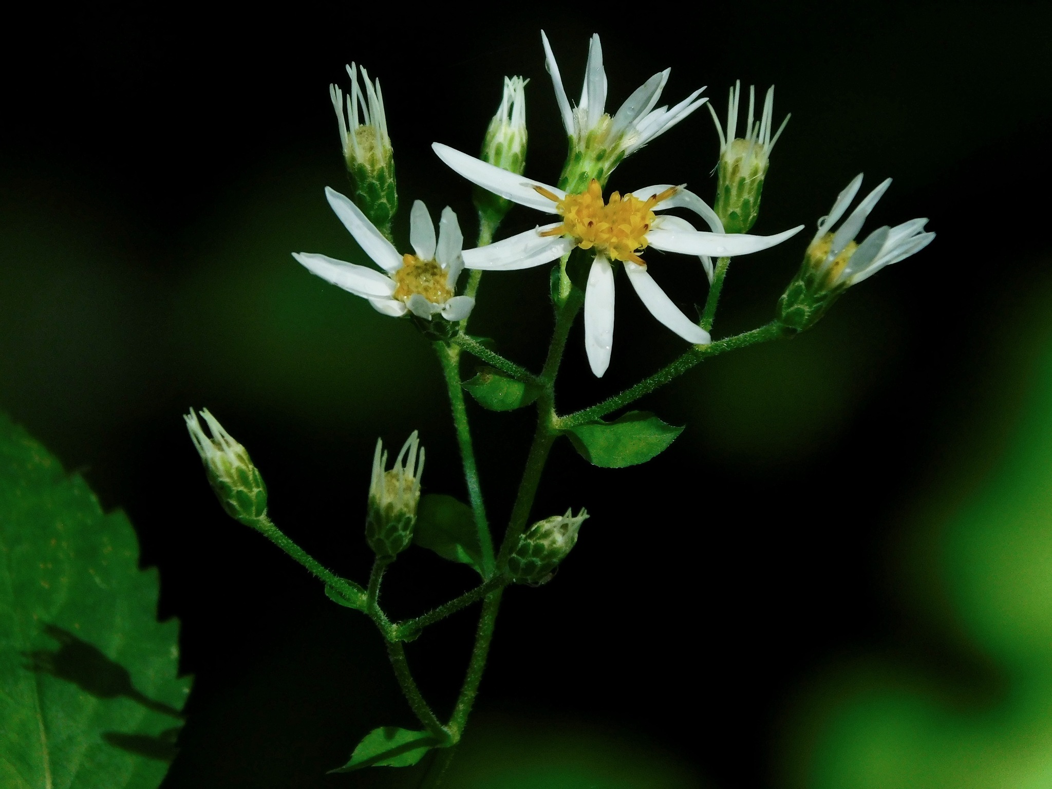 Eurybia chlorolepis