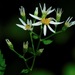 Mountain Wood Aster - Photo (c) Michael J. Papay, some rights reserved (CC BY), uploaded by Michael J. Papay