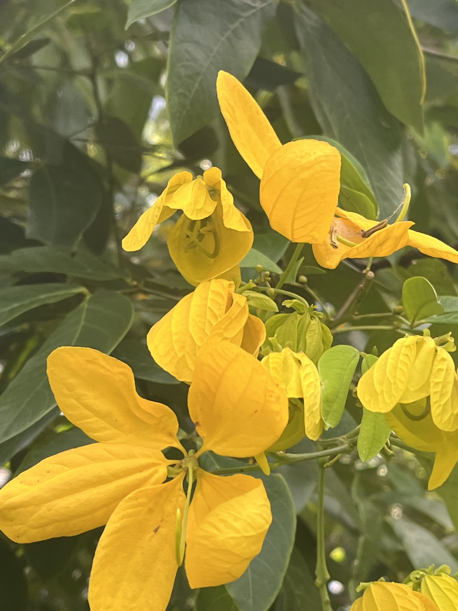 Imagem de Pau-Fava