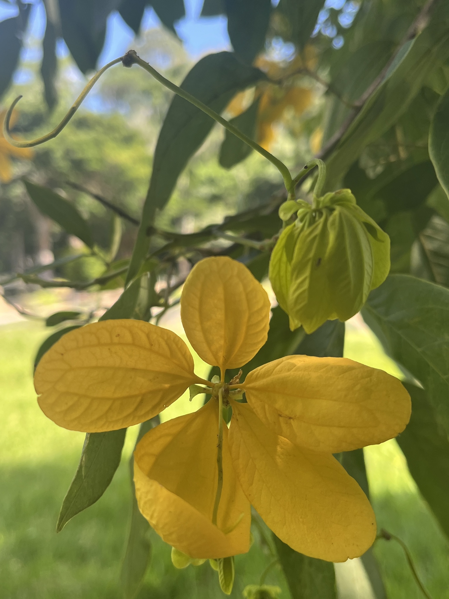 Imagem de Pau-Fava