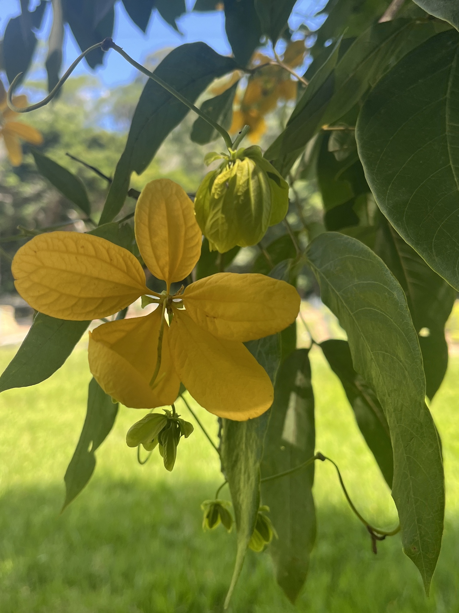 Imagem de Pau-Fava