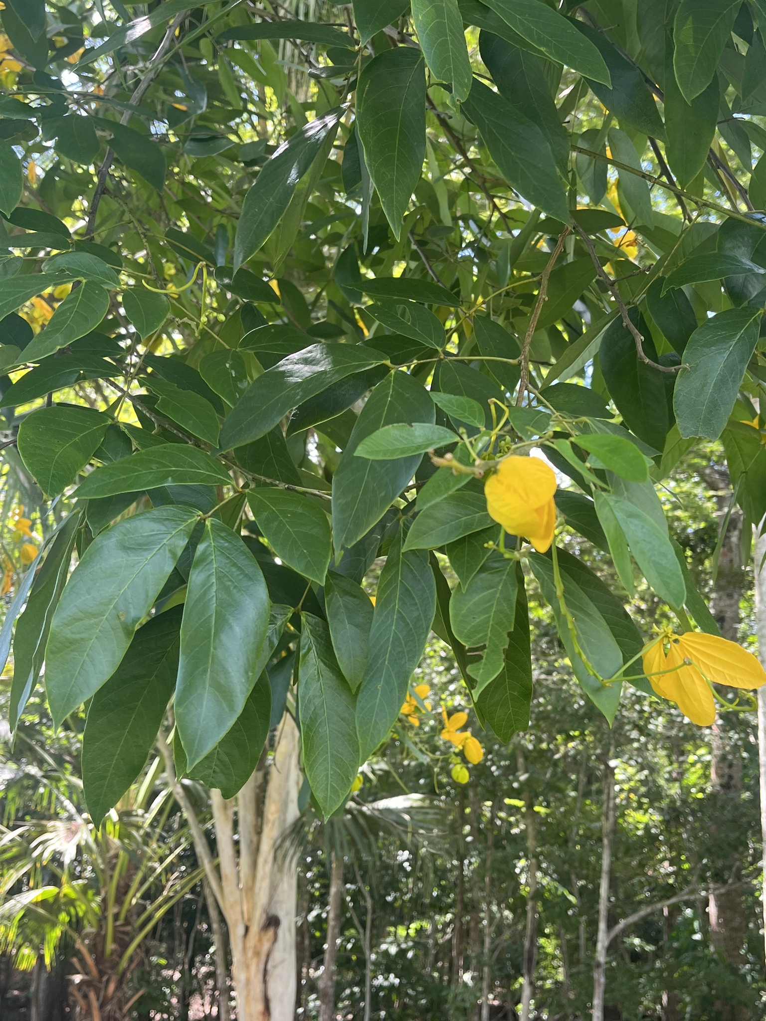 Imagem de Pau-Fava