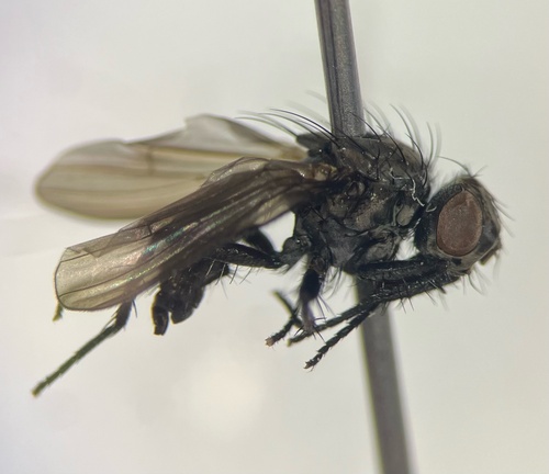 iNaturalist observation photo of House Flies and Allies