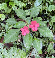 Impatiens walleriana image