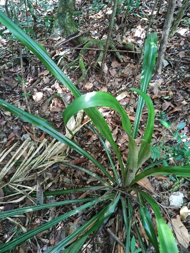 Bromelia fosteriana (Bromelia fosteriana)