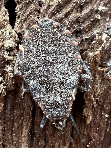 Eastern bloodsucking conenose
