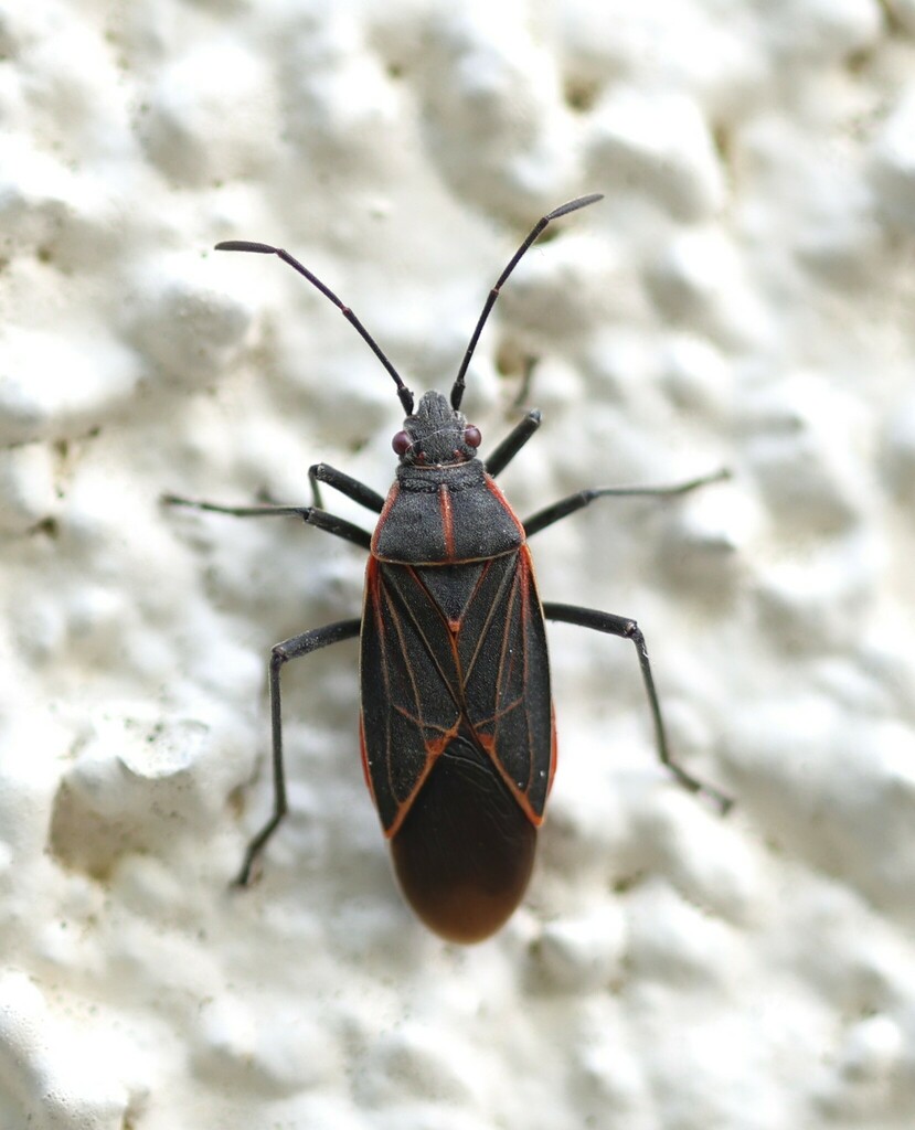 Western Boxelder Bug from Santa Cruz, CA, USA on February 24, 2024 at ...