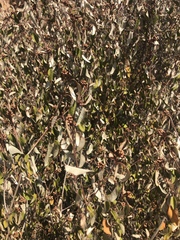 Croton pseudopulchellus