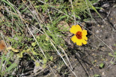 Thelesperma filifolium