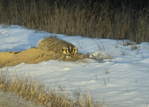 American Badger photographed in Minnesota