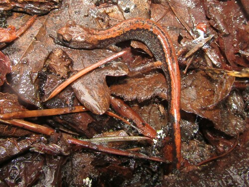 Larch Mountain Salamander, Plethodon larselli