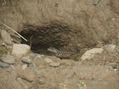 Tropidurus etheridgei