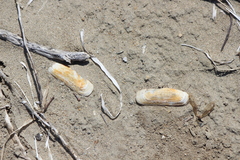 Tagelus californianus image