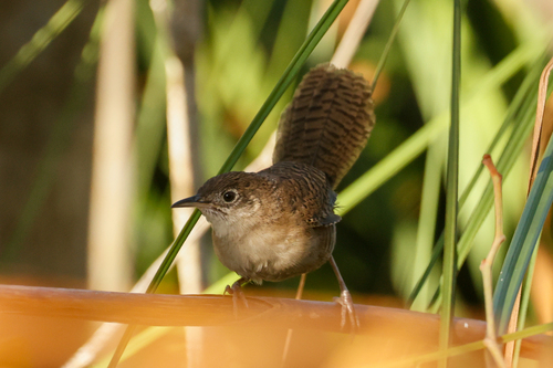Zapata Wren (Ferminia cerverai), photo 5
