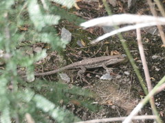 Liolaemus chacoensis