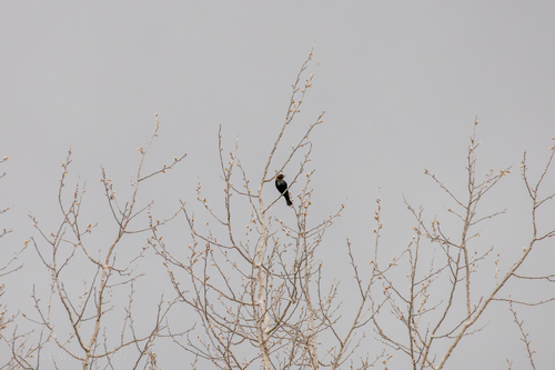 Brown-headed Cowbird photographed in Alabama