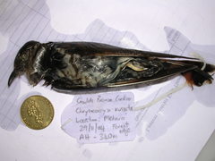 Chrysococcyx minutillus